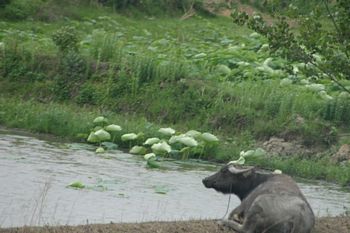 Water buffalo resting at edge of lotus pond