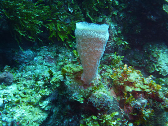 Vase sponge