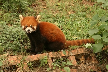 The question is whether the red panda is a bear or a racoon.