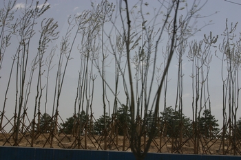 Trees have been planted to sweep the dust from the Golbi Desert