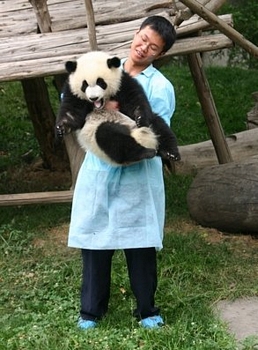 One of handlers gives you an idea of the size of a juvenile panda