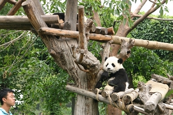 The baby pandas were really playful