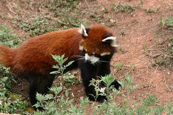 The red panda is also a unique spicies
