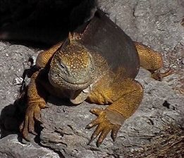 iguana