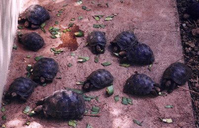 baby tortoises at Darwin Center