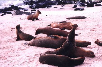 Sea lions on the beach