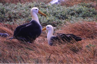 Waved Albatross