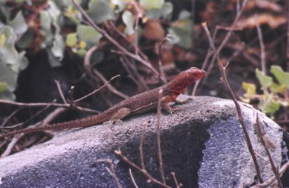giant lava lizard
