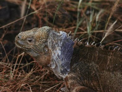 Santa Fe land iguana