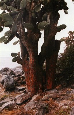 Opuntia Cactus tree with iguana