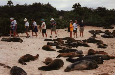 Counting sea lions
