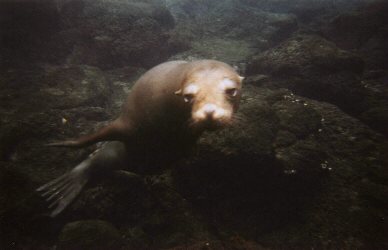 playful sea lion pup