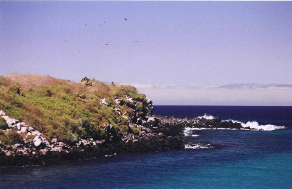 Frigate bird breeding grounds on Plaza Norte