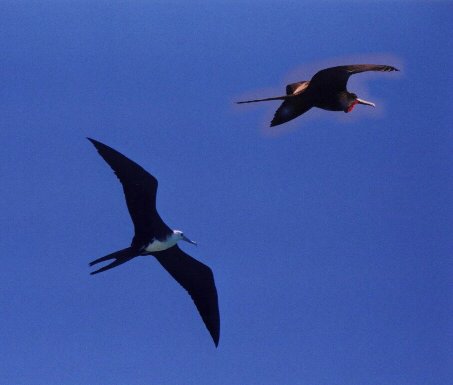 male & female Frigate bird