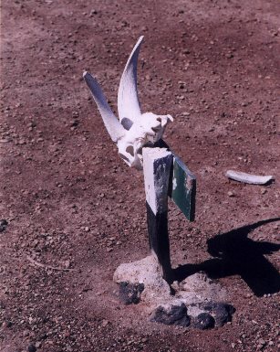 goat horns