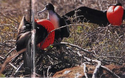 frigate birds mating
