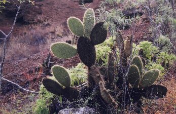 cactus struggle to survive