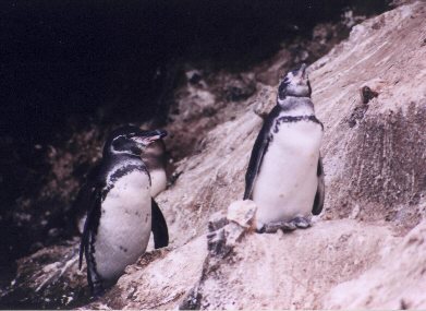 rare Galapagos penguins