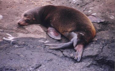 sea lion at Tagus Cove