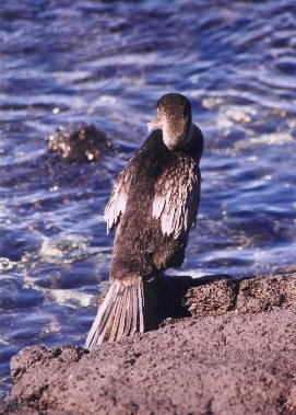 flightless cormorant
