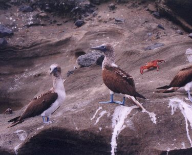 blue-footed boobies