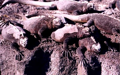 Marine iguanas warm in the sun