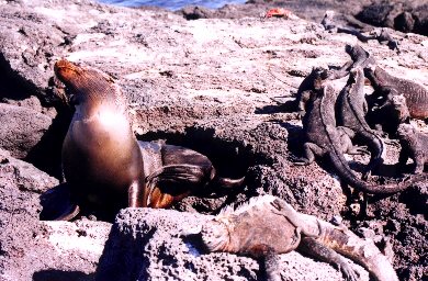 sea lion and marine iguana