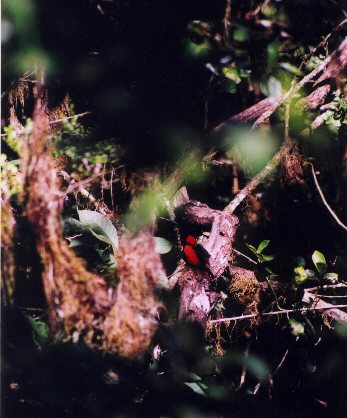 Vermillion Fly Catcher