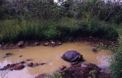 tortoise in the waterhole