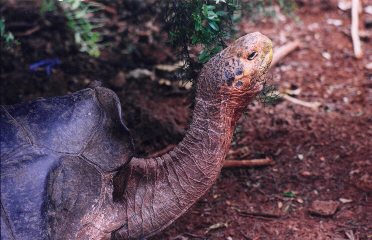 long neck and saddle shell