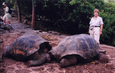 Fran with Tortoises at Darwin Center