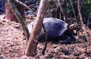Short neck with dome shaped helmet