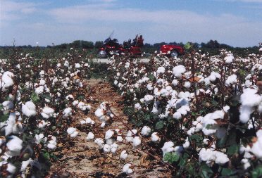 cotton fields